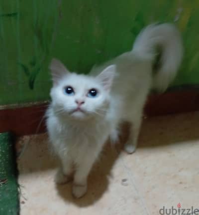 قطه شيراز حامل