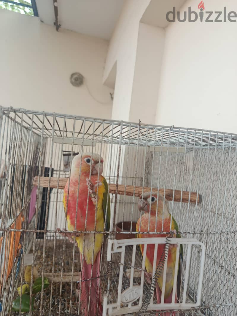 كنيور باينابول 1