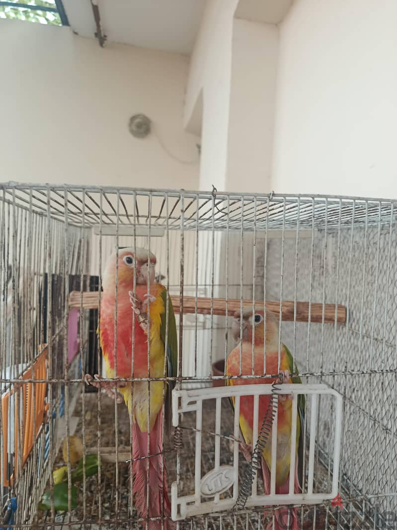 كنيور باينابول 2