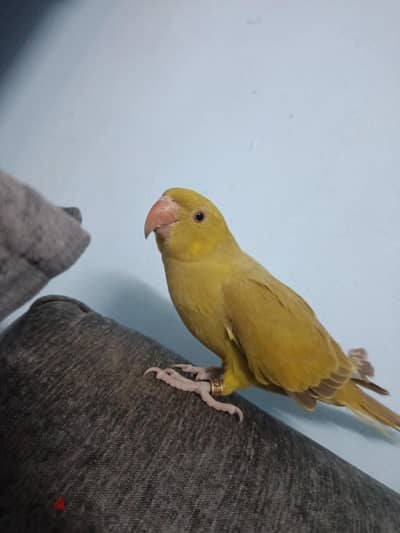 دره هندي وليف