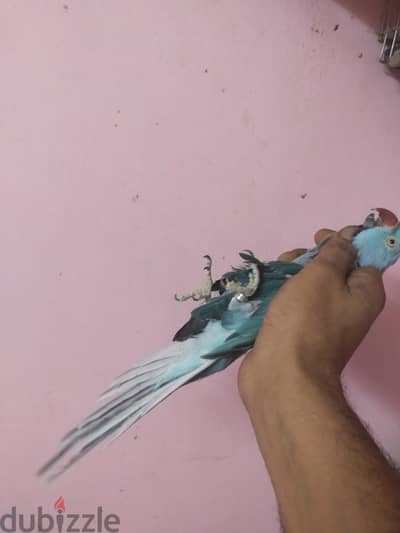 ذكر دره بلو