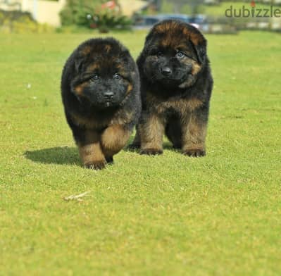 German shepherd puppies male female German جراوي جيرمن شيبرد ذكر انثي