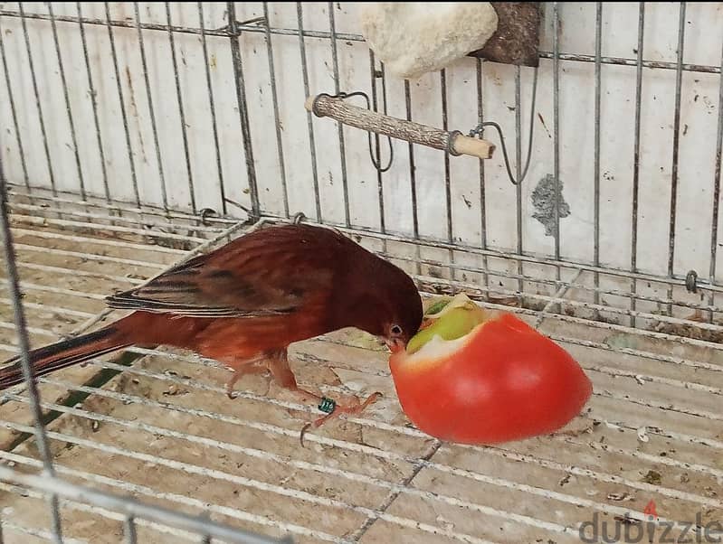 مغرد بارع 1