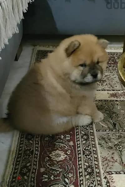 جراوي تشاو تشاو chow chow puppies