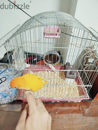 عصفور lovebird للبيع