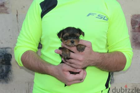 Yorkshire Puppy
