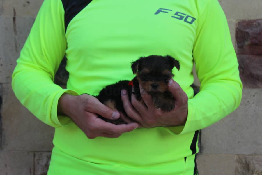 Yorkshire Puppy 1