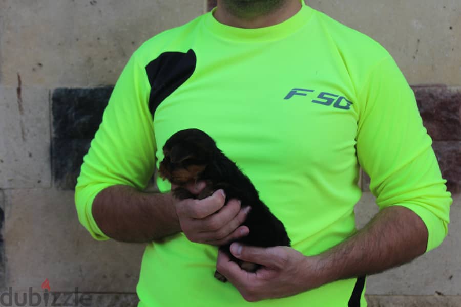 Yorkshire Puppy 2