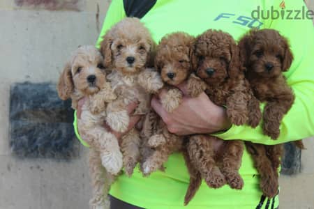 Toy Poodle , Cavapoo