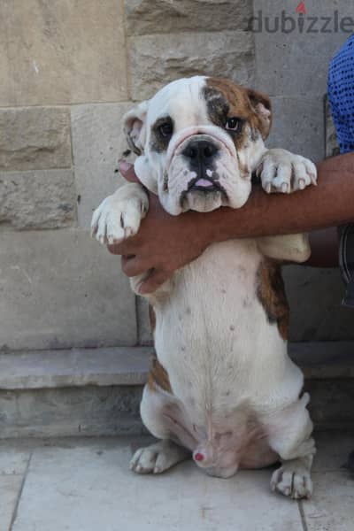 English Bulldog