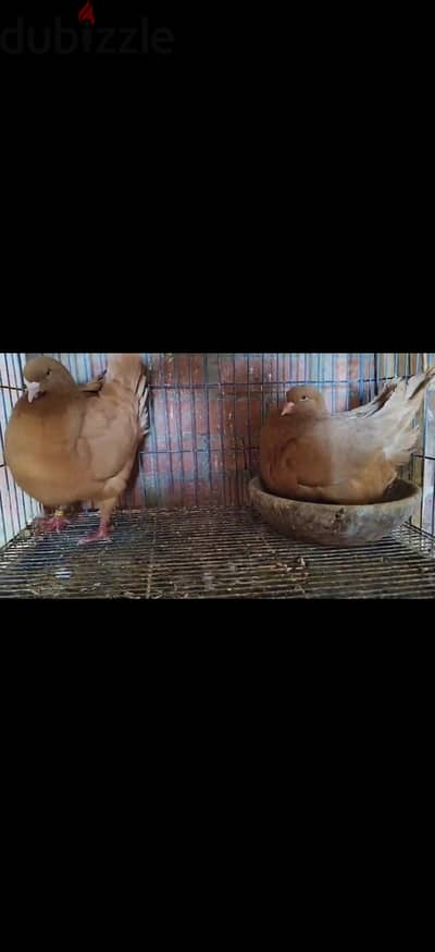اربع قصوص كنجيات شغالين مستوى ماشاء الله