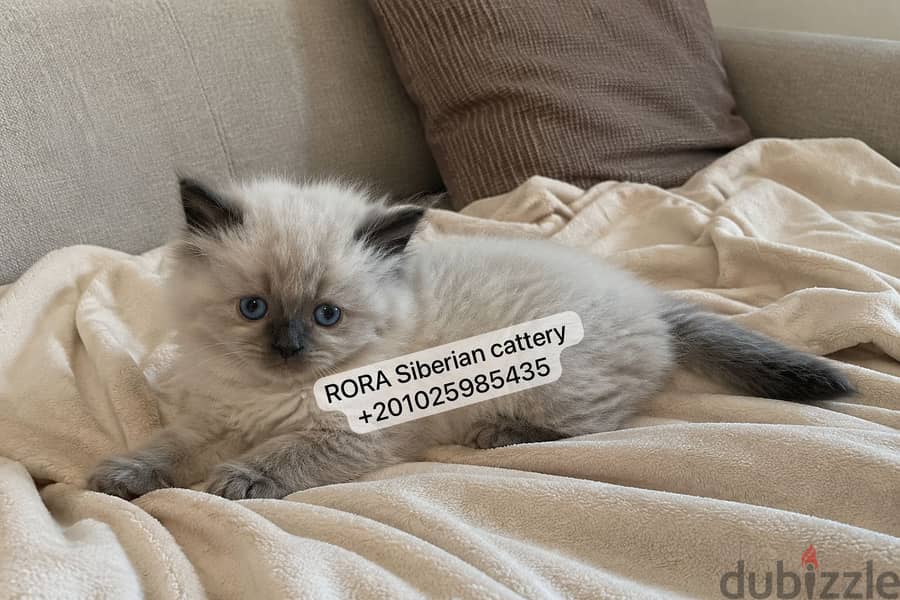 Siberian Kittens with passport 1