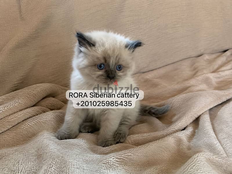 Siberian Kittens with passport 3