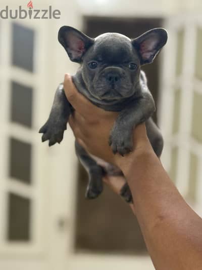 French bulldog puppies فرينش بولدوج