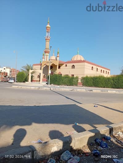 عايز كلب التبني
