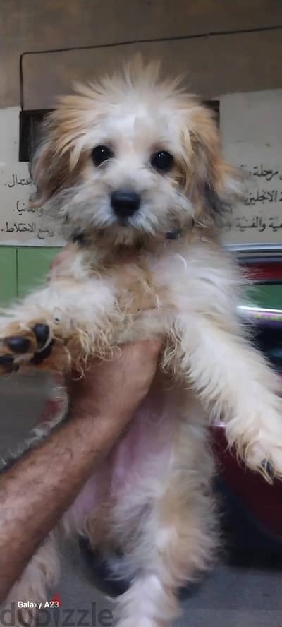 للبيع كلاب جرفون ٤٥يوم جميع التطعيمات