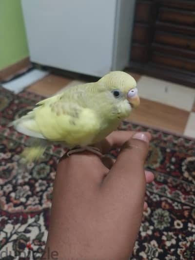 عصفور بادجي للبيع مدرب