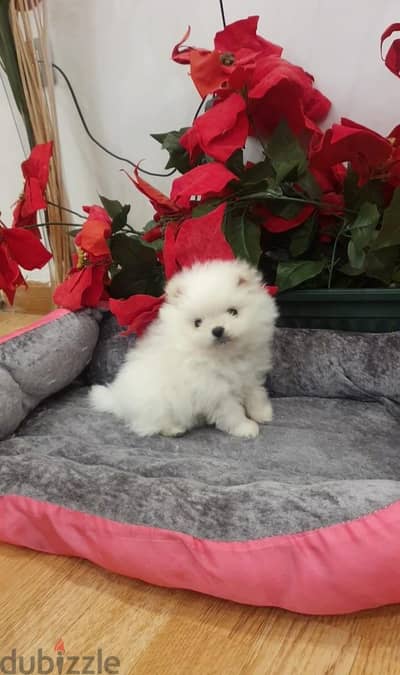 pomeranian puppy