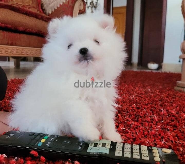 pomeranian puppy 1