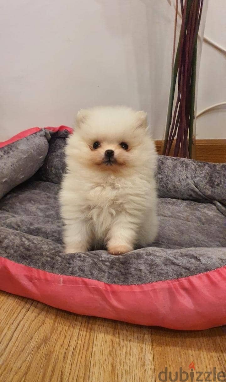 pomeranian puppy 2