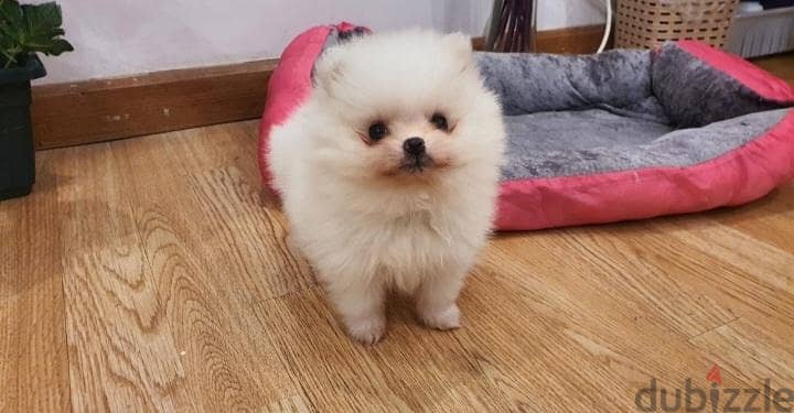 pomeranian puppy 3
