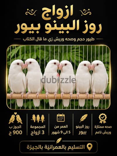 روز البينو بيور