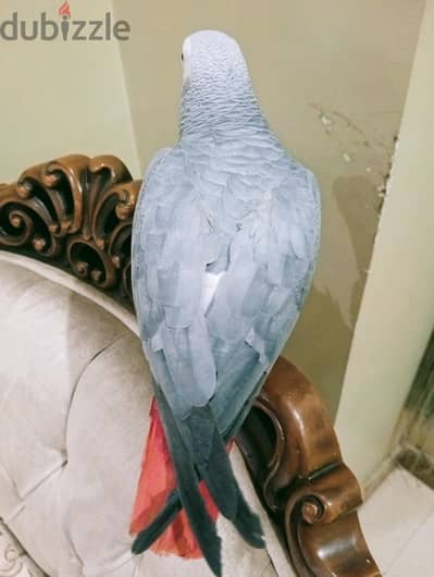 بغبغان زنجباري