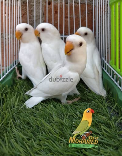 شباب روز (لاتيني ، البينو ، كريمي)
