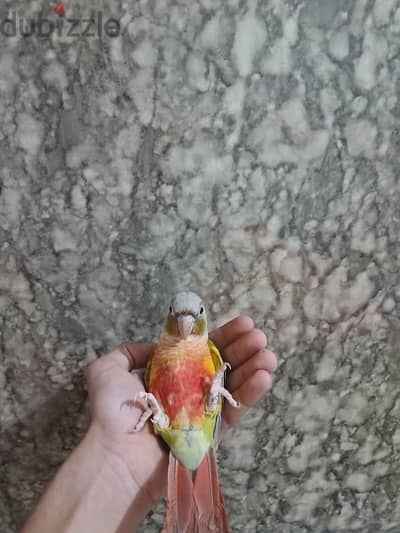 بدون تحاليل أنثى بينابول