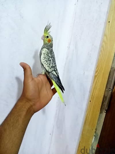 كوكتيل