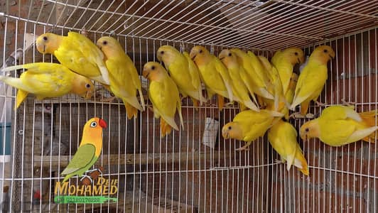روز اوبلاين اورنج