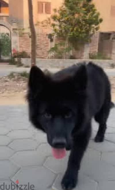 مطلوب جراوي اي نوع يكون كويس وصحته حلوه يكون للحراصه