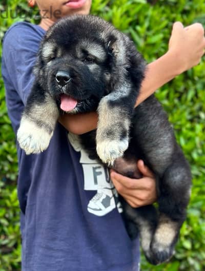 Caucasian shepherd puppy