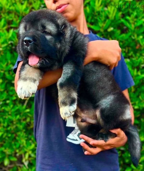 Caucasian shepherd puppy 1
