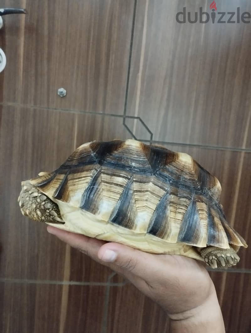 سلوكاتا 1