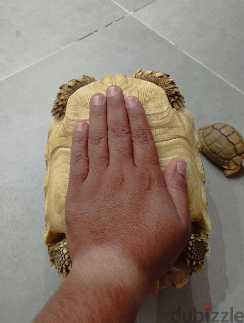 سلوكاتا 5