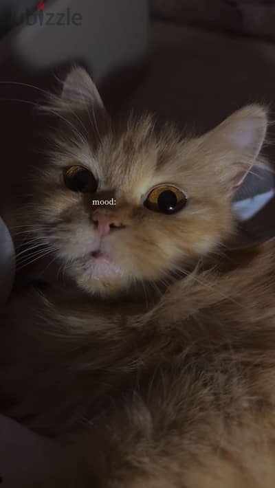 شيرازي بيور منتجة - Pure Persian Cat مطعمة شامل كل مستلزماتها