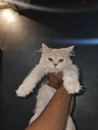 قطين شيرازي