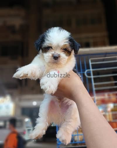 Havanese