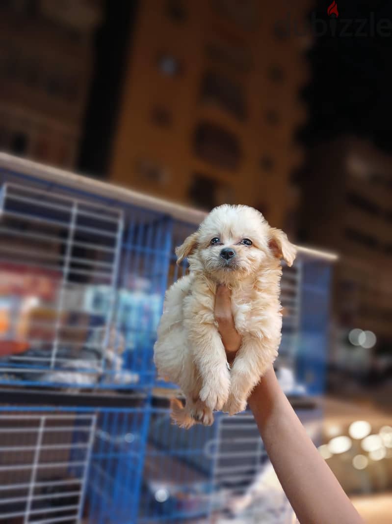 Havanese 1