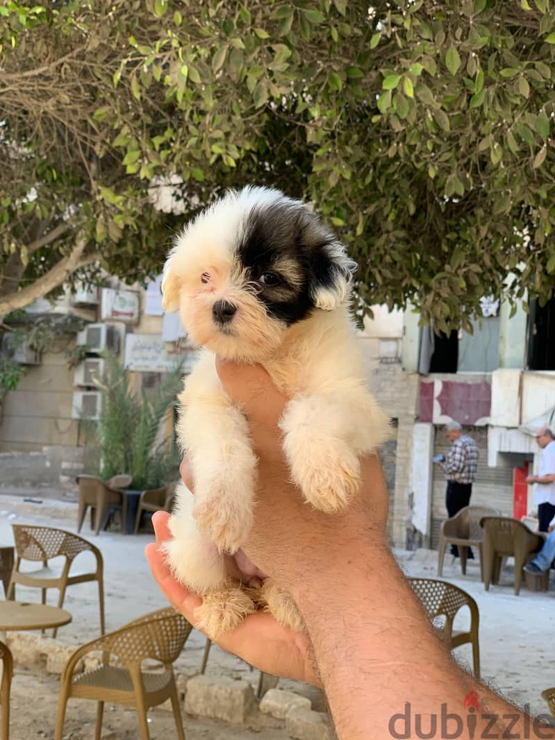 Havanese 2