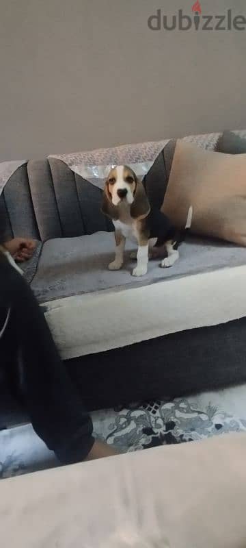 جراوى بيجل عمرها ٣ شهور