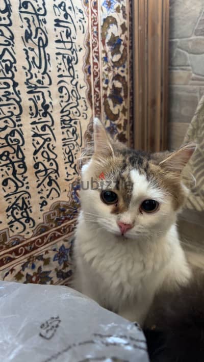 قطط التبني