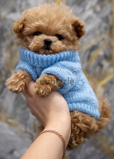 Poodle maltipo puppy maltipoo