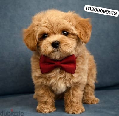 مالتيبو / بودل / maltipoo