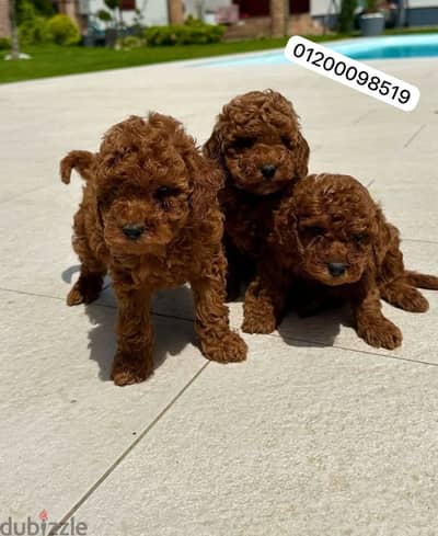 ‏poodle puppy