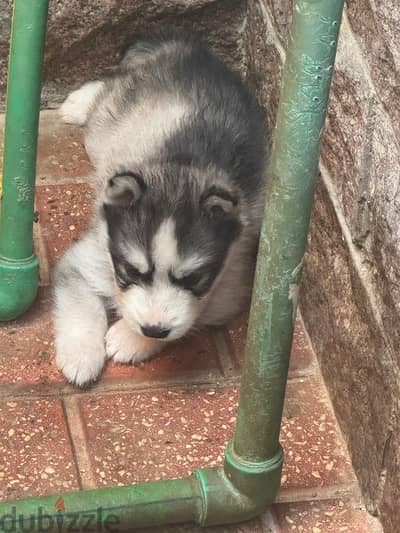 pure husky puppies