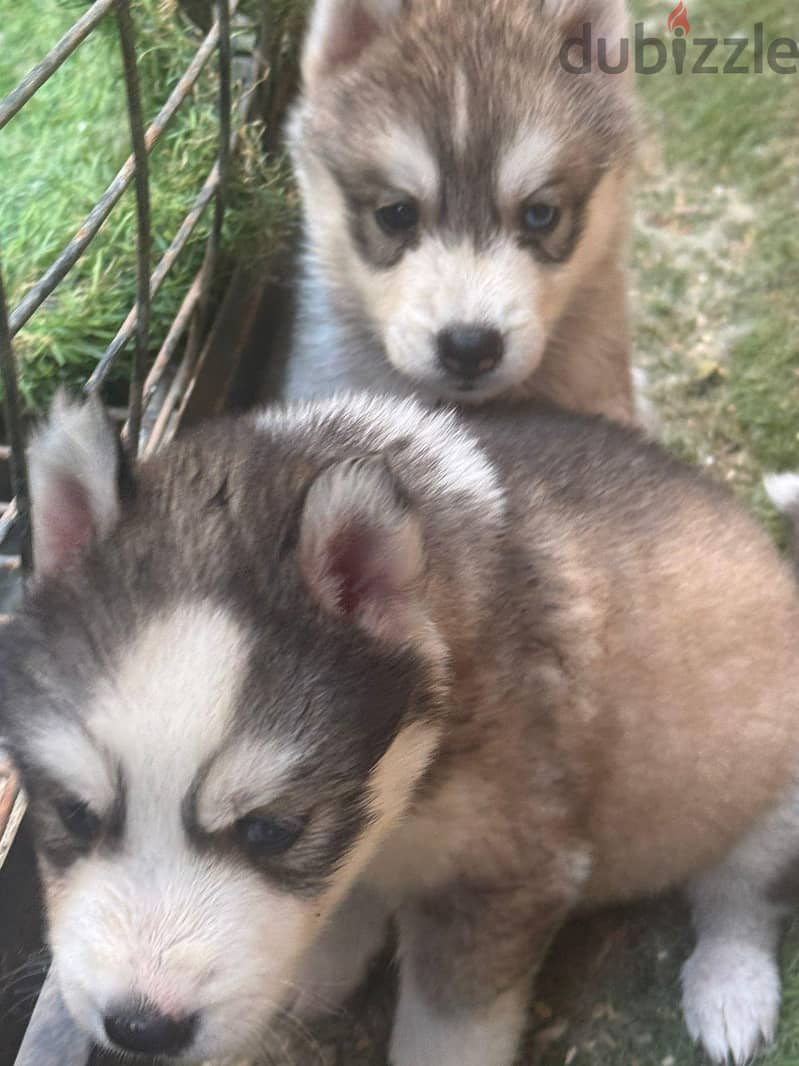pure husky puppies 1