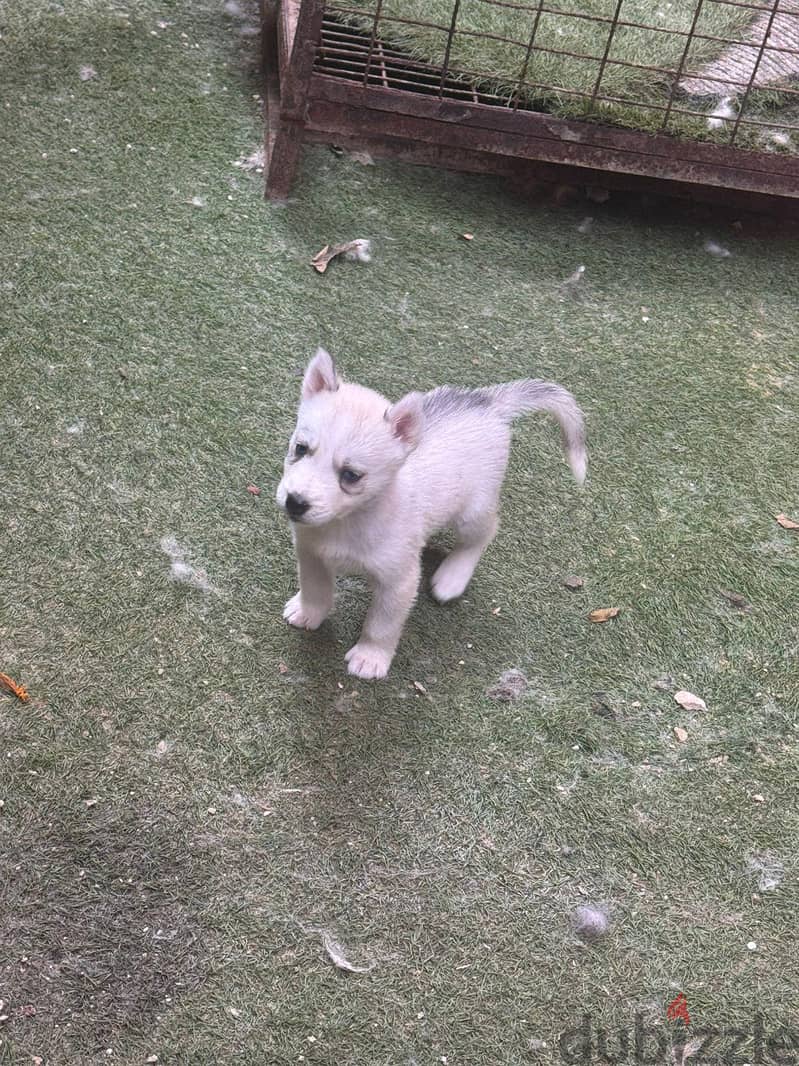 pure husky puppies 2