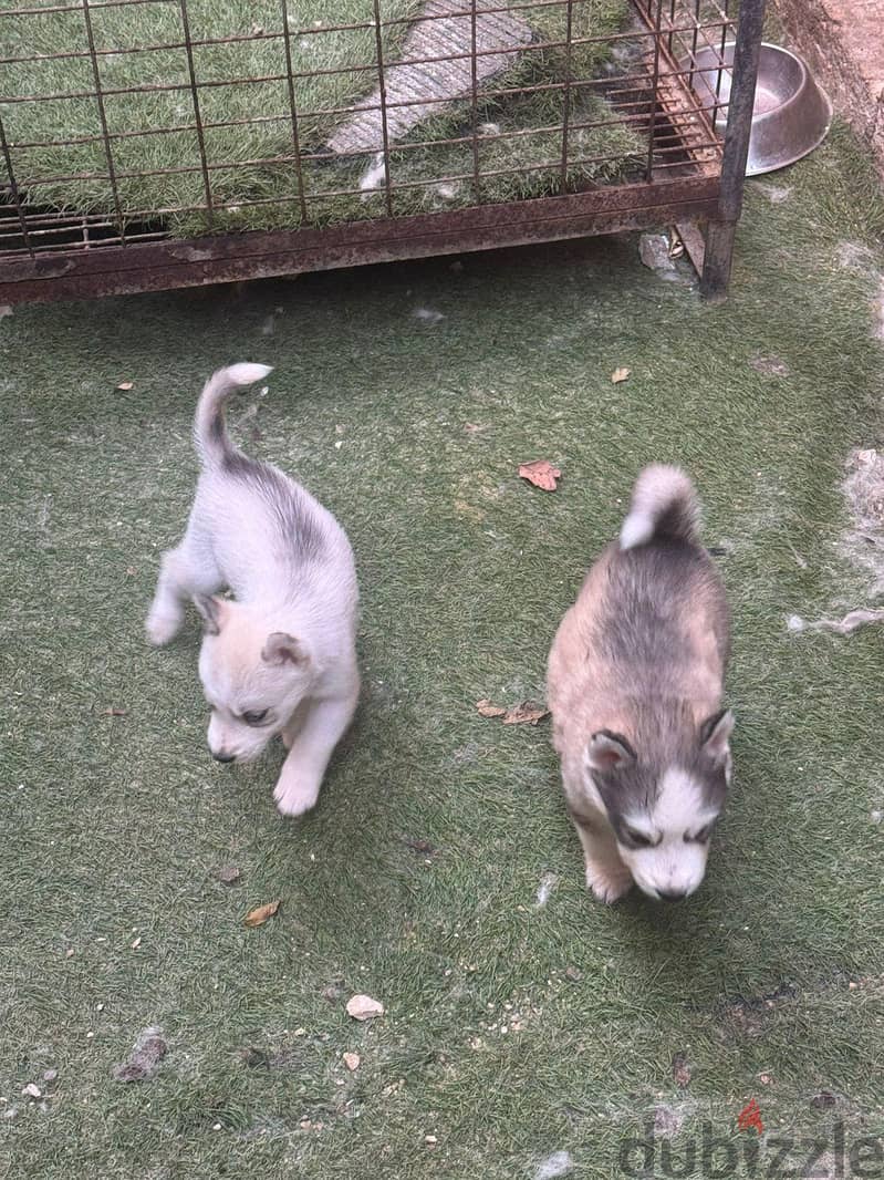 pure husky puppies 3